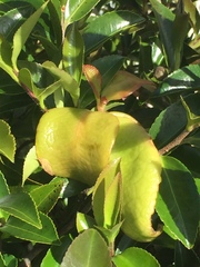 Exobasidium camelliae