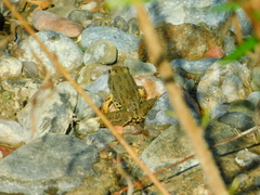 Lithobates spectabilis