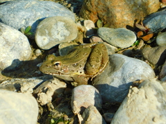 Lithobates spectabilis