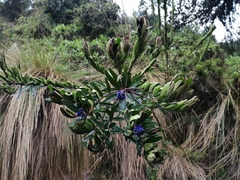 Dalea coerulea