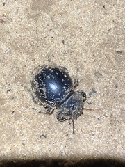 Ocnodes