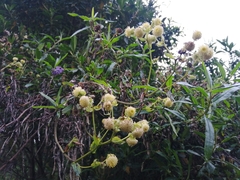 Baccharis latifolia