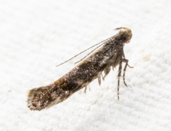 Aristotelia rubidella