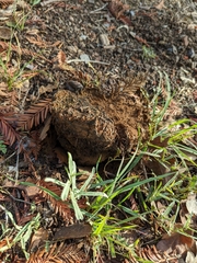 Pisolithus