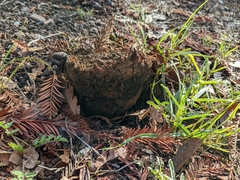 Pisolithus