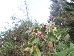 Cavendishia pubescens