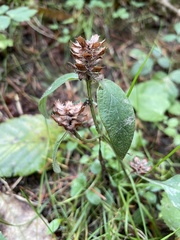 Prunella vulgaris