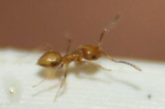 Brachymyrmex minutus