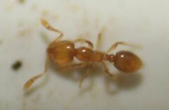 Solenopsis molesta