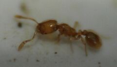 Solenopsis molesta