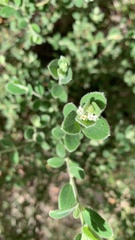 Pimelea altior