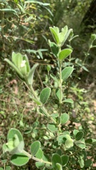 Pimelea altior