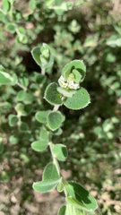 Pimelea altior