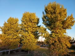 Populus fremontii