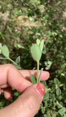 Pimelea altior