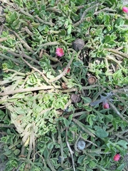 Mesembryanthemum junceum