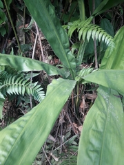 Cyclanthus bipartitus