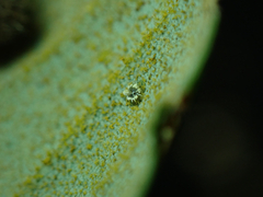 Aleuroplatus coronata