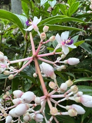 Medinilla formosana