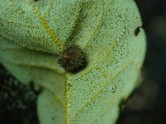 Disholandricus lasius