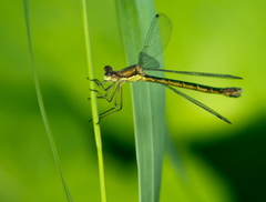 Lestes dryas