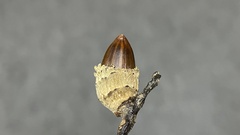 Castanopsis