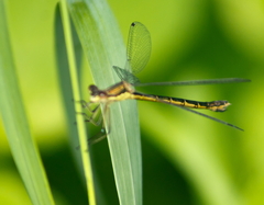 Lestes dryas