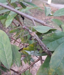 Trachythorax maculicollis