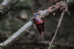Megischyrus brasiliensis