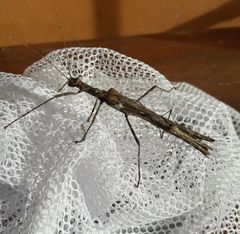 Trachythorax maculicollis