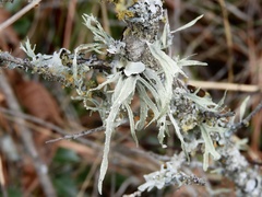 Ramalina