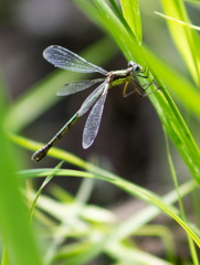 Lestes dryas