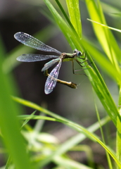 Lestes dryas
