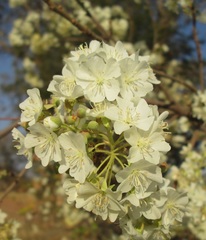 Dombeya rotundifolia