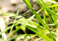 Lestes dryas