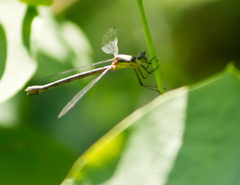 Lestes dryas