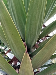 Furcraea andina