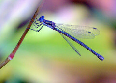 Lestes congener