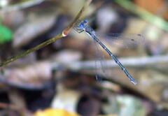 Lestes congener