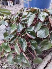 Peperomia peltigera