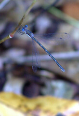 Lestes congener