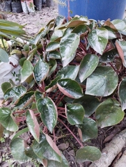 Peperomia peltigera