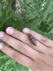 Chalcophora georgiana