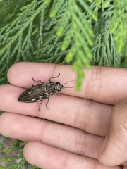 Chalcophora georgiana