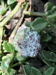 Monardella odoratissima