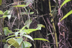 Morpho