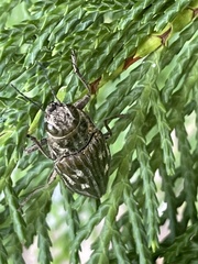 Chalcophora georgiana