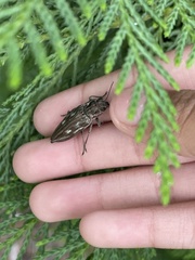 Chalcophora georgiana