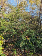Cotoneaster salicifolius