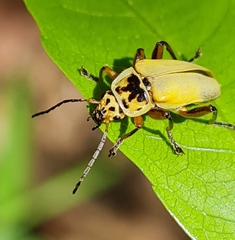 Chauliognathus plicatus